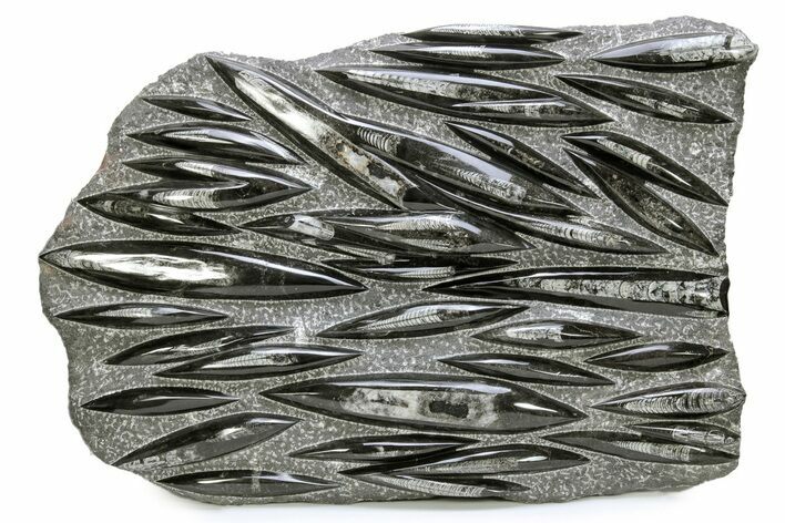 Polished Fossil Orthoceras (Cephalopod) Plate - Morocco #287945